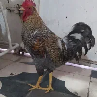 مرغ و خروس برهما و گلین اصل