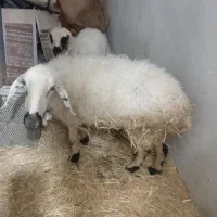 میش جون فروشی