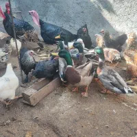 بوقلمون نر ،مرغ ،خروس ،اردک ،غاز