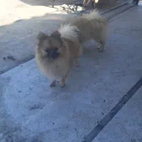 واگذاری پامرماده|سگ|مشگین شهر, |دیوار