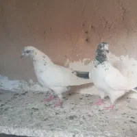 کفتر فروشی