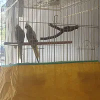 عروس هلندی  جفت نرو ماده س ماهه