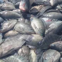 ماهی تازه و زنده تیلاپیا خوشمزهترین ماهی موجود