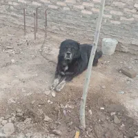 سگ قفقازی و سگ گله آلابای