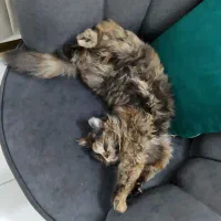 گمشده|حیوانات|هشتگرد, شهرک ولیعصر (مصلی)|دیوار