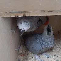 جفت کاسکو