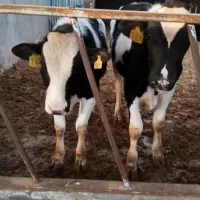 تلیسه و گوساله نر