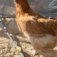 مرغ دیلگونی|حیوانات مزرعه|بهبهان, |دیوار