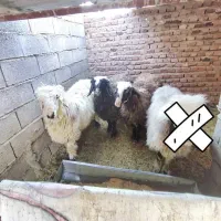 قوچ شیرازی با2عددکوورشال