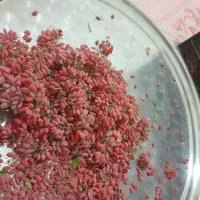 زرشک تازه پلویی|خوردنی و آشامیدنی|بسطام, |دیوار