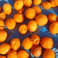 فروش عمده الو بخارا درجه یک زرد ومشکی|خوردنی و آشامیدنی|بوانات, |دیوار