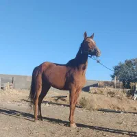 اسب|اسب و تجهیزات اسبسواری|کمیجان, |دیوار