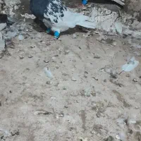 کبوترکله سیاه|پرنده|تربت جام, کلالی|دیوار