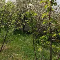 باغ آلبالو|فروش زمین و ملک کلنگی|تسوج, |دیوار