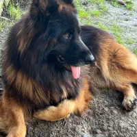 جفتگیری ژرمن