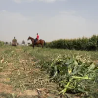 خرید و فروش کاه گندم جو و گندم یونجه ذرت خار|عمدهفروشی|مشهد, آبکوه|دیوار