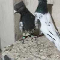 کله مشکی|پرنده|مشهد, رضاییه|دیوار