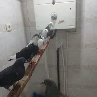کفتر