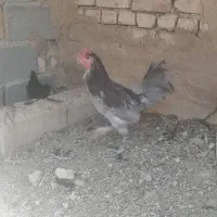 خروس گلین طوسی|حیوانات مزرعه|شهرضا, |دیوار