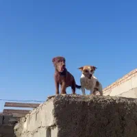 سلام نروماده گوش سیخ