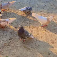 جفت سرور دم سفید و سینه سیاه بی عیب|پرنده|صدرا-فارس, فاز ۱|دیوار