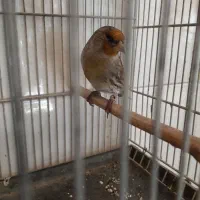 سهره قناری لر خون