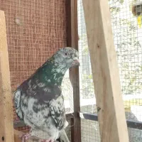 کبوترسورورانباری