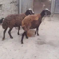 میشو بره