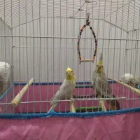 فروش عروس هلندی پروانه ای