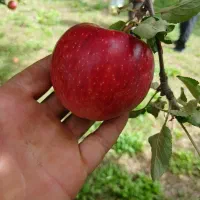 سیب قرمز درختی