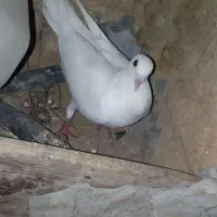 کبوتر|پرنده|تهران, آرارات|دیوار