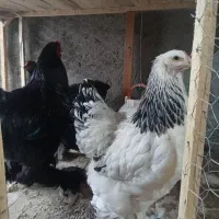 تخم نطفه دار و جوجه برهما