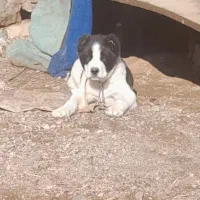 واگذاری توله