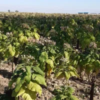 زمین کشاورزی