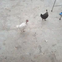 سلام یک مرغ گردن یک جوجه چهار ماهم هست|حیوانات مزرعه|دلند, |دیوار