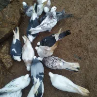 کبوتر پرشی|پرنده|بانه, |دیوار