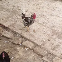 خروس گلین.ایام سمانی