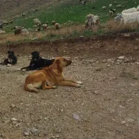 4 تا سگ گله خراسانی ضمانتی درجه ۱