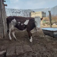 گاو‌گوساله‌‌سیمینتال|حیوانات مزرعه|قیدار, |دیوار