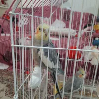 عروس هلندی