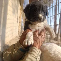 واگذاری توله سگ قدرجونی قهدریجانی|سگ|شاهین‌شهر, برخوار غرب|دیوار