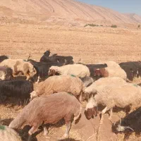 بره|حیوانات مزرعه|پلدختر, |دیوار