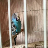 مرغ عشق انگلیسی|پرنده|بندر انزلی, پیل علی باغ|دیوار