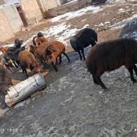 ۱۲راس بره نر قزل|حیوانات مزرعه|مهربان, |دیوار