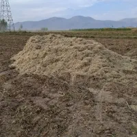 کاه لوبیا برای فروش