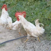خروس نشان