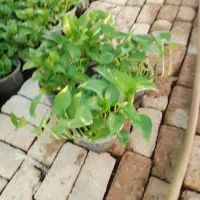 تولیدی گلهای اپارتمانی|گل و گیاه طبیعی|قرچک, صالح آباد|دیوار