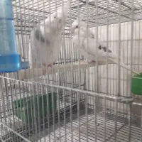 عروس پاریس|پرنده|رامشیر, |دیوار