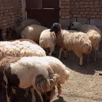میش بره دار