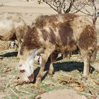 بره ماده و بره قوچ|حیوانات مزرعه|بروجرد, |دیوار